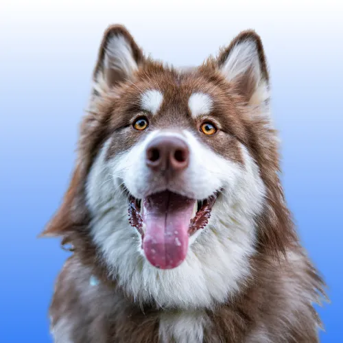 Imagen de una mascota feliz, representando la salud y bienestar de las mascotas en Pet Guardian.