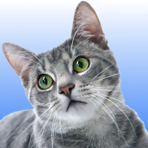 Imagen de una mascota feliz, representando la salud y bienestar de las mascotas en Pet Guardian.